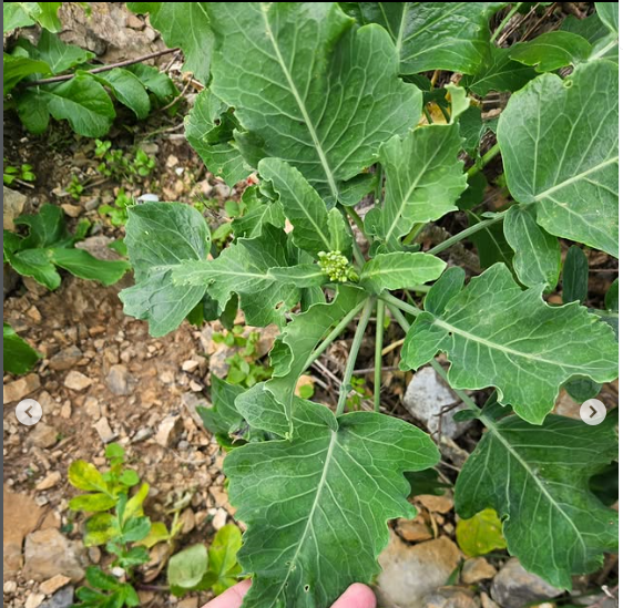 In giro per le Egadi, a caccia di&nbsp;biodiversità