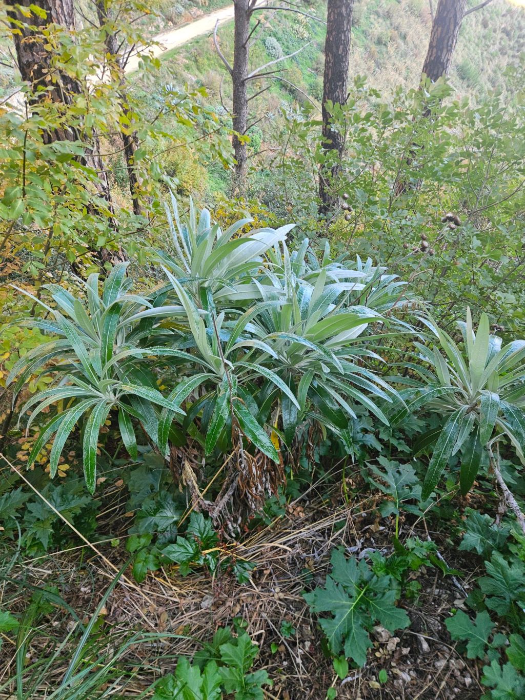 L’enigma del cardo senza spine:  alla scoperta del rarissimo Ptilostemon Greuteri sul Monte&nbsp;Inici
